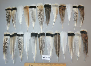 24 Pcs Natural Turkey Tail Feathers, Fly Tying Materials, Genuine Feathers (MIX-58)