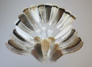 30 Pcs. Assorted Turkey Feathers, Tail Feathers, Wing Feathers, Small Feathers (SP-6)