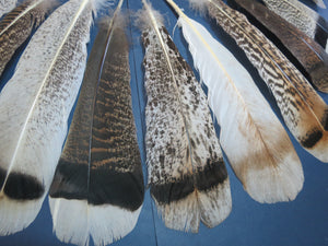 30 Pcs. Assorted Turkey Feathers, Tail Feathers, Wing Feathers, Small Feathers (SP-6)