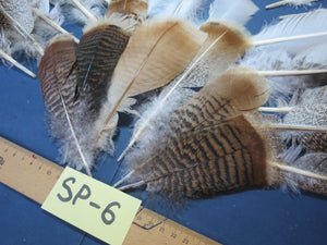 30 Pcs. Assorted Turkey Feathers, Tail Feathers, Wing Feathers, Small Feathers (SP-6)
