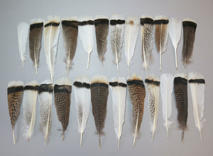 24 Pcs Natural Turkey Tail Feathers, Fly Tying Materials, Genuine Feathers (MIX-61)