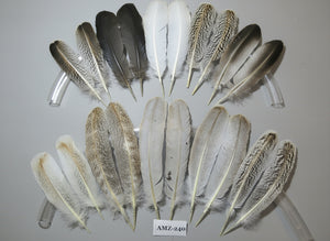 10 Pairs Turkey Wing Feathers, Amazing Feathers, Fly Tying Materials,Craft Tools (AMZ-240)