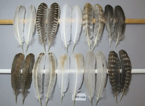 10 Pairs Turkey Wing Feathers, Amazing Feathers, Fly Tying Materials,Turkey Feathers (AMZ-249) DREAMMYFEATHERS