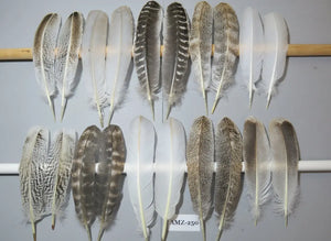 10 Pairs Turkey Wing Feathers, Amazing Feathers, Fly Tying Materials,Turkey Feathers (AMZ-250) DREAMMYFEATHERS