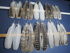 10 Pairs Turkey Wing Feathers, Amazing Feathers, Fly Tying Materials,Craft Tools (AMZ-250)