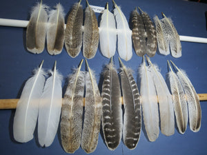 10 Pairs Turkey Wing Feathers, Amazing Feathers, Fly Tying Materials,Turkey Feathers (AMZ-250) DREAMMYFEATHERS