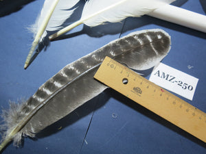 10 Pairs Turkey Wing Feathers, Amazing Feathers, Fly Tying Materials,Craft Tools (AMZ-250)