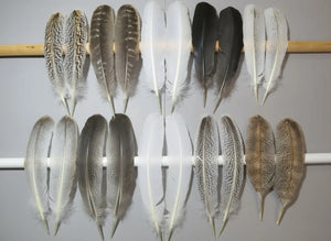 10 Pairs Turkey Wing Feathers, Amazing Feathers, Fly Tying Materials,Turkey Feathers (AMZ-251) DREAMMYFEATHERS