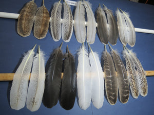 10 Pairs Turkey Wing Feathers, Amazing Feathers, Fly Tying Materials,Craft Tools (AMZ-251)