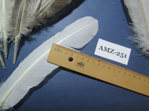 10 Pairs Turkey Wing Feathers, Amazing Feathers, Fly Tying Materials,Turkey Feathers (AMZ-251) DREAMMYFEATHERS