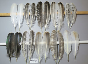 10 Pairs Turkey Wing Feathers, Amazing Feathers, Fly Tying Materials,Craft Tools (AMZ-252)