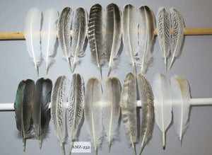 10 Pairs Turkey Wing Feathers, Amazing Feathers, Fly Tying Materials,Turkey Feathers (AMZ-252) DREAMMYFEATHERS