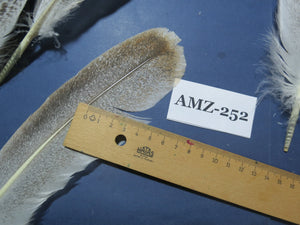 10 Pairs Turkey Wing Feathers, Amazing Feathers, Fly Tying Materials,Turkey Feathers (AMZ-252) DREAMMYFEATHERS
