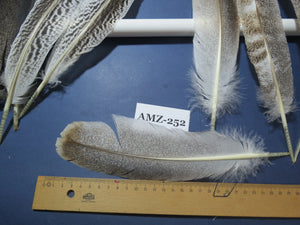 10 Pairs Turkey Wing Feathers, Amazing Feathers, Fly Tying Materials,Turkey Feathers (AMZ-252) DREAMMYFEATHERS