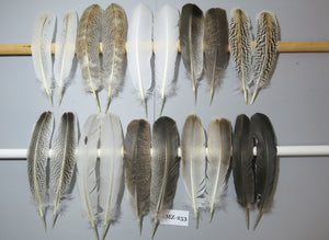 10 Pairs Turkey Wing Feathers, Amazing Feathers, Fly Tying Materials,Craft Tools (AMZ-253)