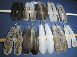 10 Pairs Turkey Wing Feathers, Amazing Feathers, Fly Tying Materials,Craft Tools (AMZ-253)