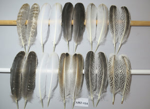 10 Pairs Turkey Wing Feathers, Amazing Feathers, Fly Tying Materials,Craft Tools (AMZ-254)