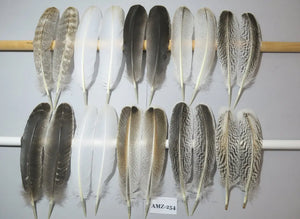 10 Pairs Turkey Wing Feathers, Amazing Feathers, Fly Tying Materials,Turkey Feathers (AMZ-254) DREAMMYFEATHERS