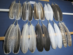 10 Pairs Turkey Wing Feathers, Amazing Feathers, Fly Tying Materials,Craft Tools (AMZ-254)