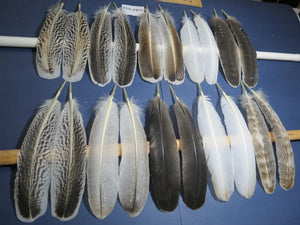 10 Pairs Turkey Wing Feathers, Amazing Feathers, Fly Tying Materials,Turkey Feathers (AMZ-254) DREAMMYFEATHERS