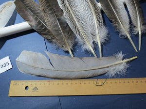 10 Pairs Turkey Wing Feathers, Amazing Feathers, Fly Tying Materials,Craft Tools (AMZ-255)