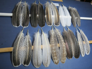 10 Pairs Turkey Wing Feathers, Amazing Feathers, Fly Tying Materials,Craft Tools (AMZ-256)