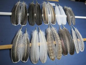 10 Pairs Turkey Wing Feathers, Amazing Feathers, Fly Tying Materials,Turkey Feathers (AMZ-256) DREAMMYFEATHERS