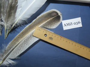 10 Pairs Turkey Wing Feathers, Amazing Feathers, Fly Tying Materials,Craft Tools (AMZ-256)