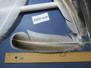 10 Pairs Turkey Wing Feathers, Amazing Feathers, Fly Tying Materials,Craft Tools (AMZ-256)