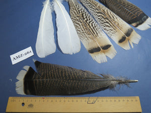 4 Pairs Of Turkey Feathers, Tail Feathers, Fly Tying Materials, Genuine FeathersTurkey Feathers (AMZ-261) DREAMMYFEATHERS