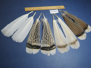 4 Pairs Of Turkey Feathers, Tail Feathers, Fly Tying Materials, Genuine Feathers (AMZ-268) DREAMMYFEATHERS