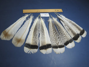4 Pairs Of Turkey Feathers, Tail Feathers, Fly Tying Materials, Genuine Feathers (AMZ-273) DREAMMYFEATHERS