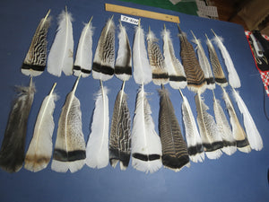 24 Pcs Natural Turkey Tail Feathers, Fly Tying Materials, Genuine Feathers (MIX-62)