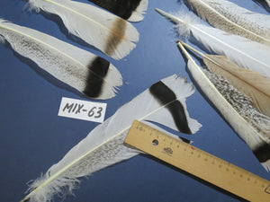 24 Pcs Natural Turkey Tail Feathers, Fly Tying Materials, Genuine Feathers (MIX-63)