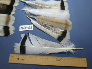 24 Pcs Natural Turkey Tail Feathers, Fly Tying Materials, Genuine Feathers (MIX-63)