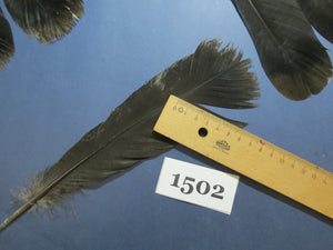 24 Pcs Black Turkey Tail Feathers, Fly Tying Materials,Rare Feathers (1502)