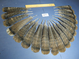 18 Pcs Brown Turkey Tail Feathers, Fly Tying Materials,Long Feathers. (1526)