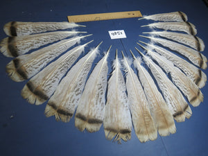 16 Pcs Natural Turkey Tail Feathers, Fly Tying Materials,Long Feathers. (1546)