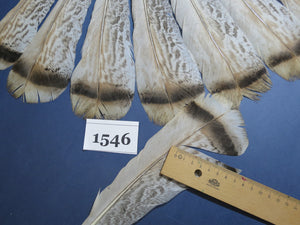 16 Pcs Natural Turkey Tail Feathers, Fly Tying Materials,Long Feathers. (1546)