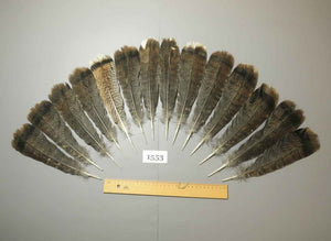 turkey feathers,tail feathers,wing feathers,american native feathers,fly tying materials