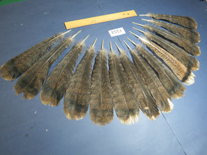 14 Pcs Brown Turkey Tail Feathers, Fly Tying Materials,Rare Feathers (1553)