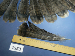 natural turkey feathers