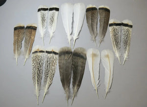 8 Pairs Turkey Feathers, Tail Feathers, Fly Tying Materials, Natural Feathers (AMZ-274) DREAMMYFEATHERS