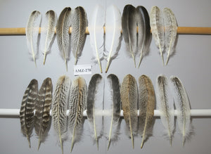 10 Pairs Turkey Wing Feathers, Amazing Feathers, Fly Tying Materials,(AMZ-278)