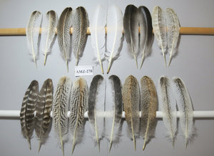 10 Pairs Turkey Wing Feathers, Amazing Feathers, Fly Tying Materials,Turkey Feathers(AMZ-278) DREAMMYFEATHERS