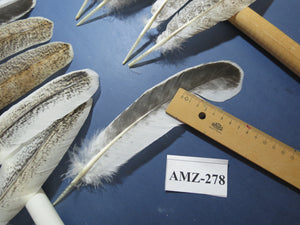 10 Pairs Turkey Wing Feathers, Amazing Feathers, Fly Tying Materials,(AMZ-278)