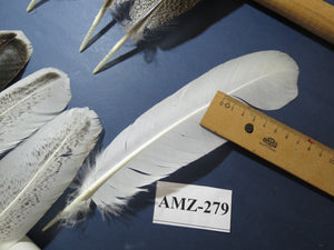 10 Pairs Turkey Wing Feathers, Amazing Feathers, Fly Tying Materials,(AMZ-279)