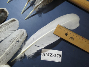10 Pairs Turkey Wing Feathers, Amazing Feathers, Fly Tying Materials,Turkey Feathers(AMZ-279) DREAMMYFEATHERS