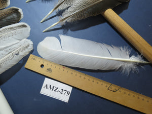 10 Pairs Turkey Wing Feathers, Amazing Feathers, Fly Tying Materials,Turkey Feathers(AMZ-279) DREAMMYFEATHERS