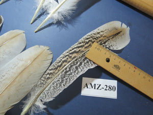 10 Pairs Turkey Wing Feathers, Amazing Feathers, Fly Tying Materials,(AMZ-280)